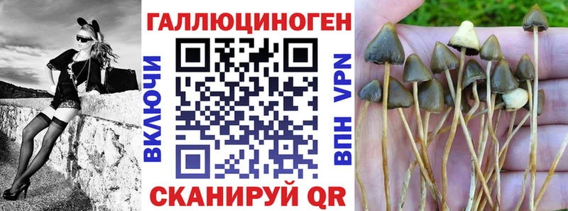 хочу наркоту  Полесск  Псилоцибиновые грибы Psilocybine cubensis 